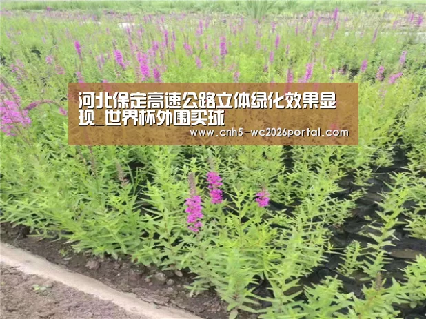 世界杯投注